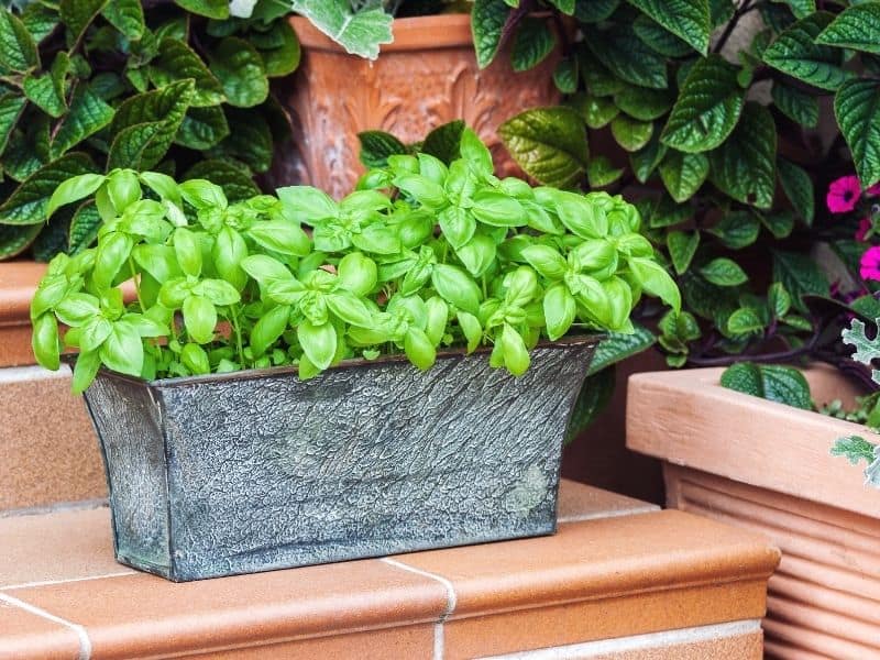 potted basil