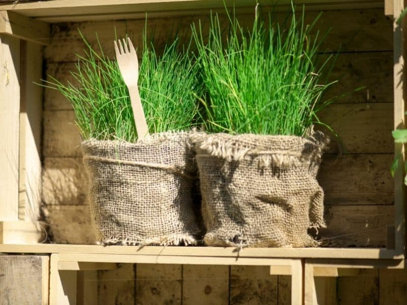 potted chives