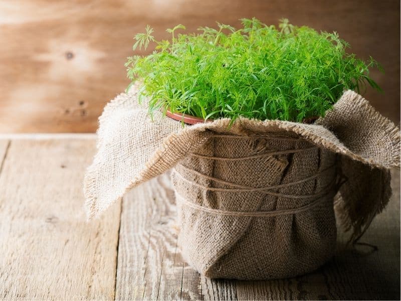 potted dill