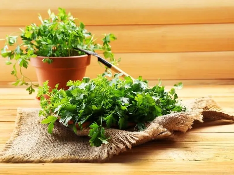 potted parsley