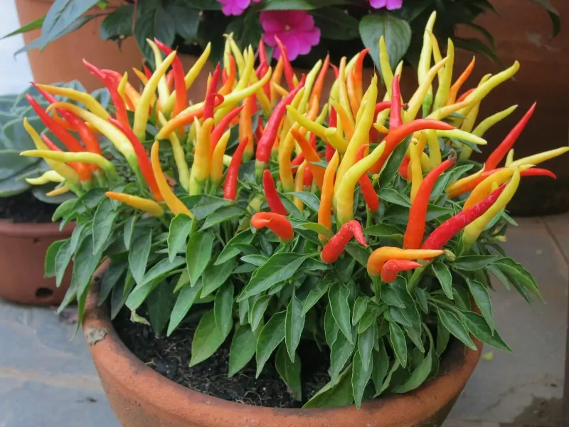 Colorful pot of hot peppers