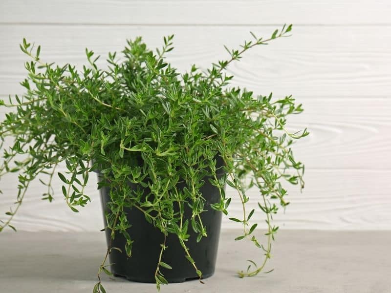 potted thyme