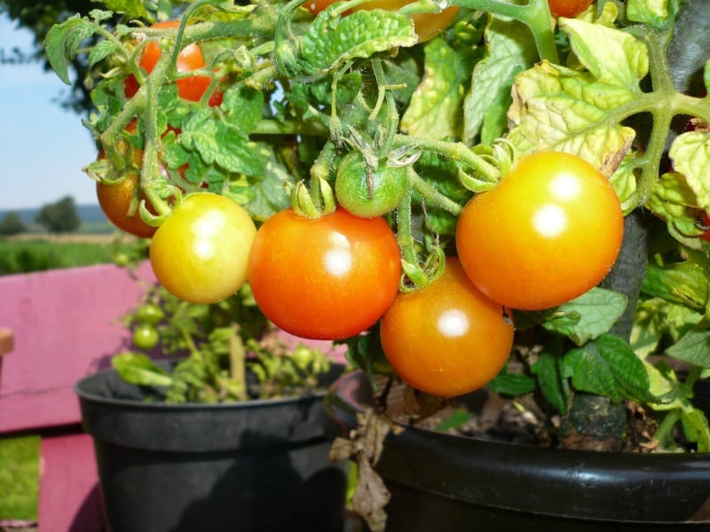 Tomatoes growing in pots