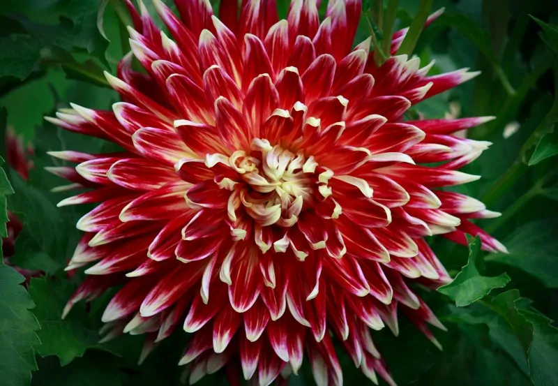 Red and white dahlia