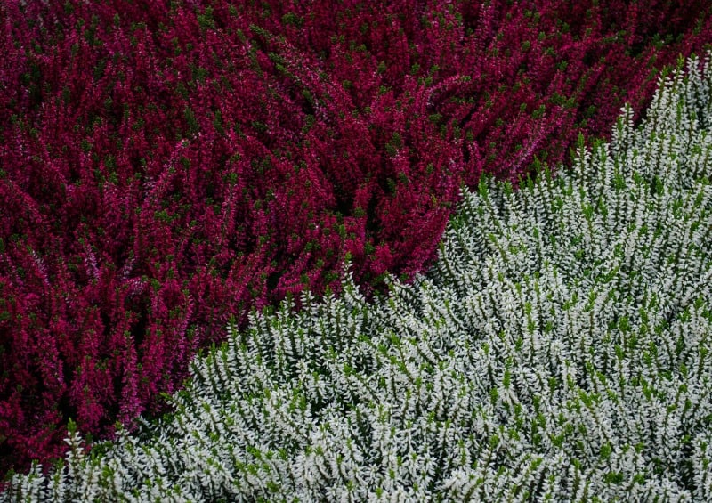 Red and white heather field