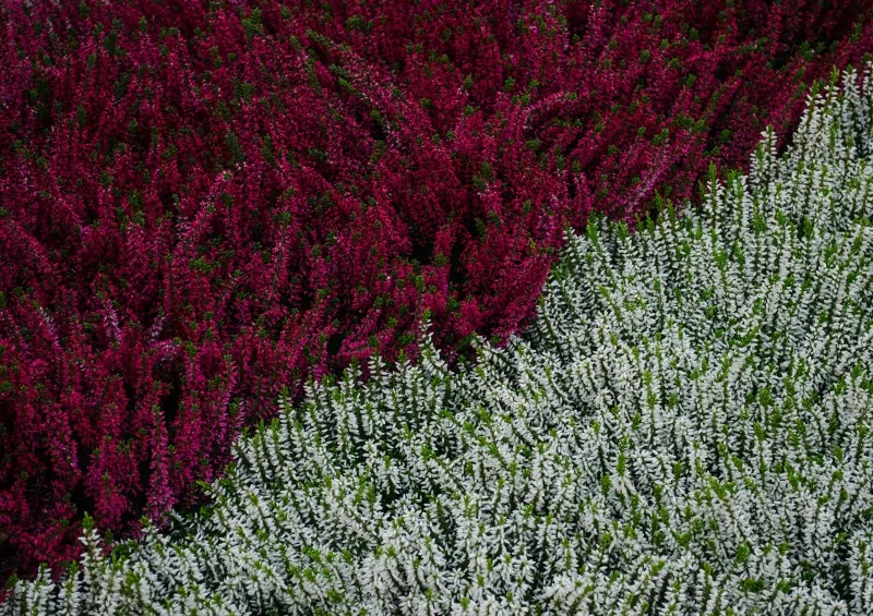 Red and white heather field
