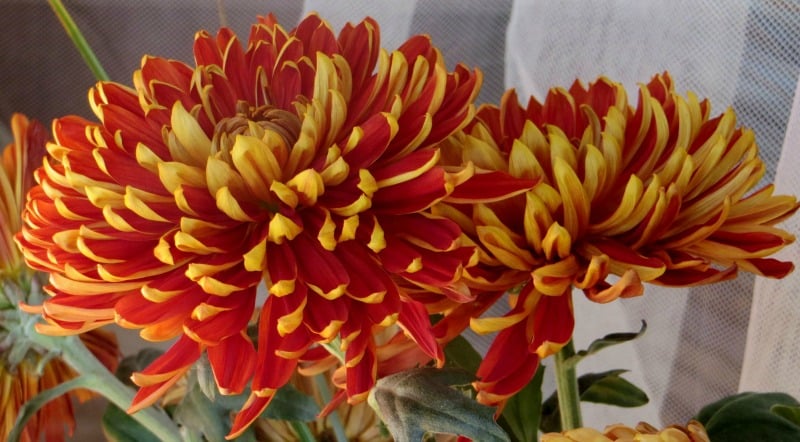 Red and yellow Chrysanthemums