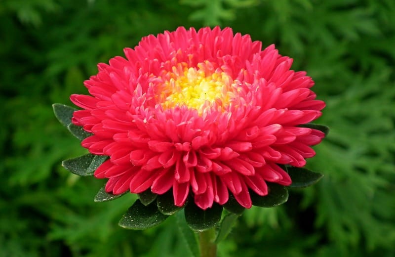 Red aster flower