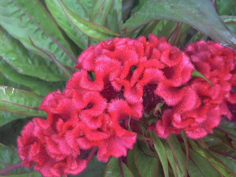 Red celosia flowers