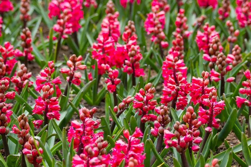 Red hyacinth flowers in Keukenhof, Netherlands