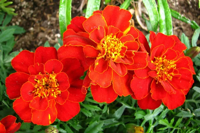 Red marigolds