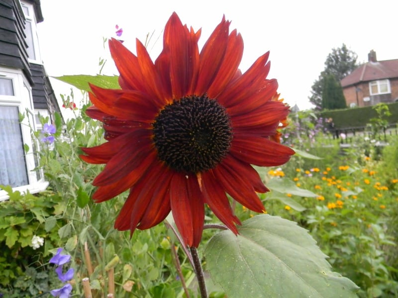 A close up of a red sunflower