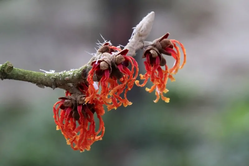 Red witch hazel