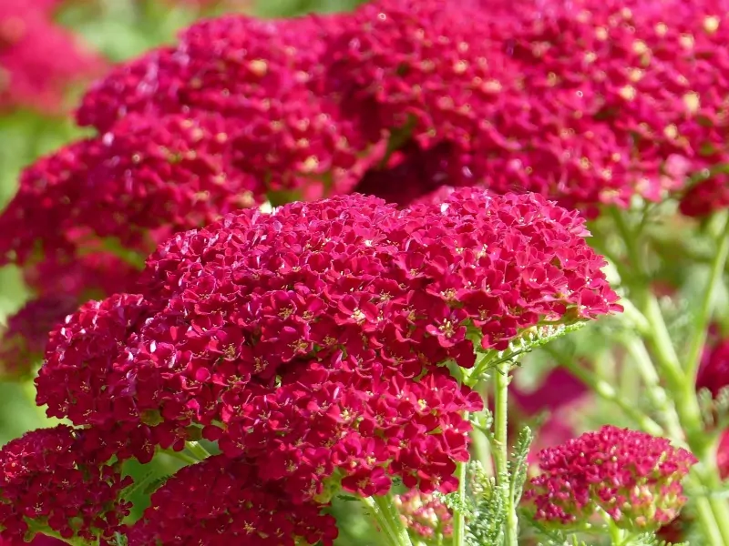 Red yarrow blooms