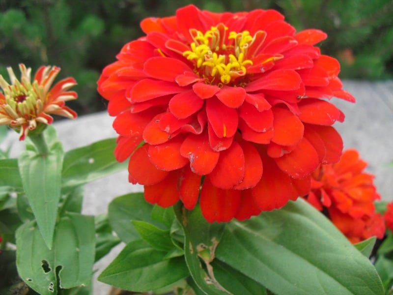 A close up of a red zinnia flower