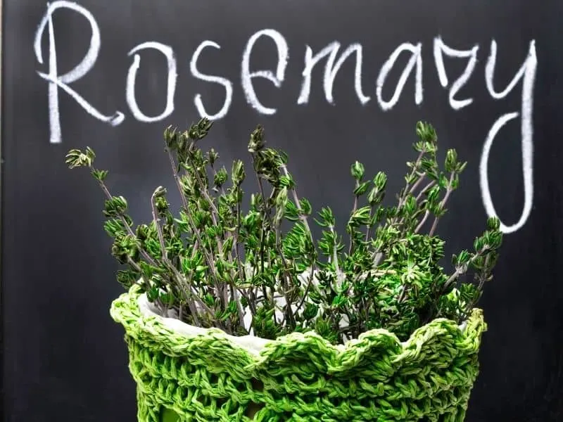 rosemary in container