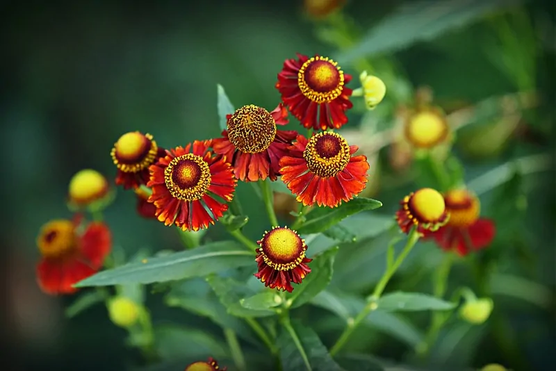 Helenium flowers, also known as sneeze weed