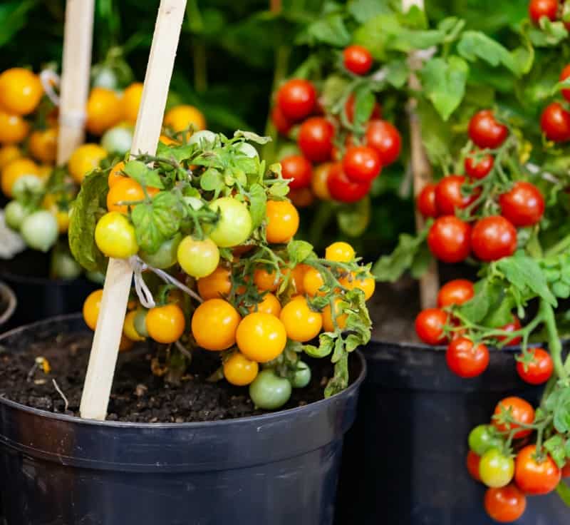 Homegrown cherry tomatoes in a pot