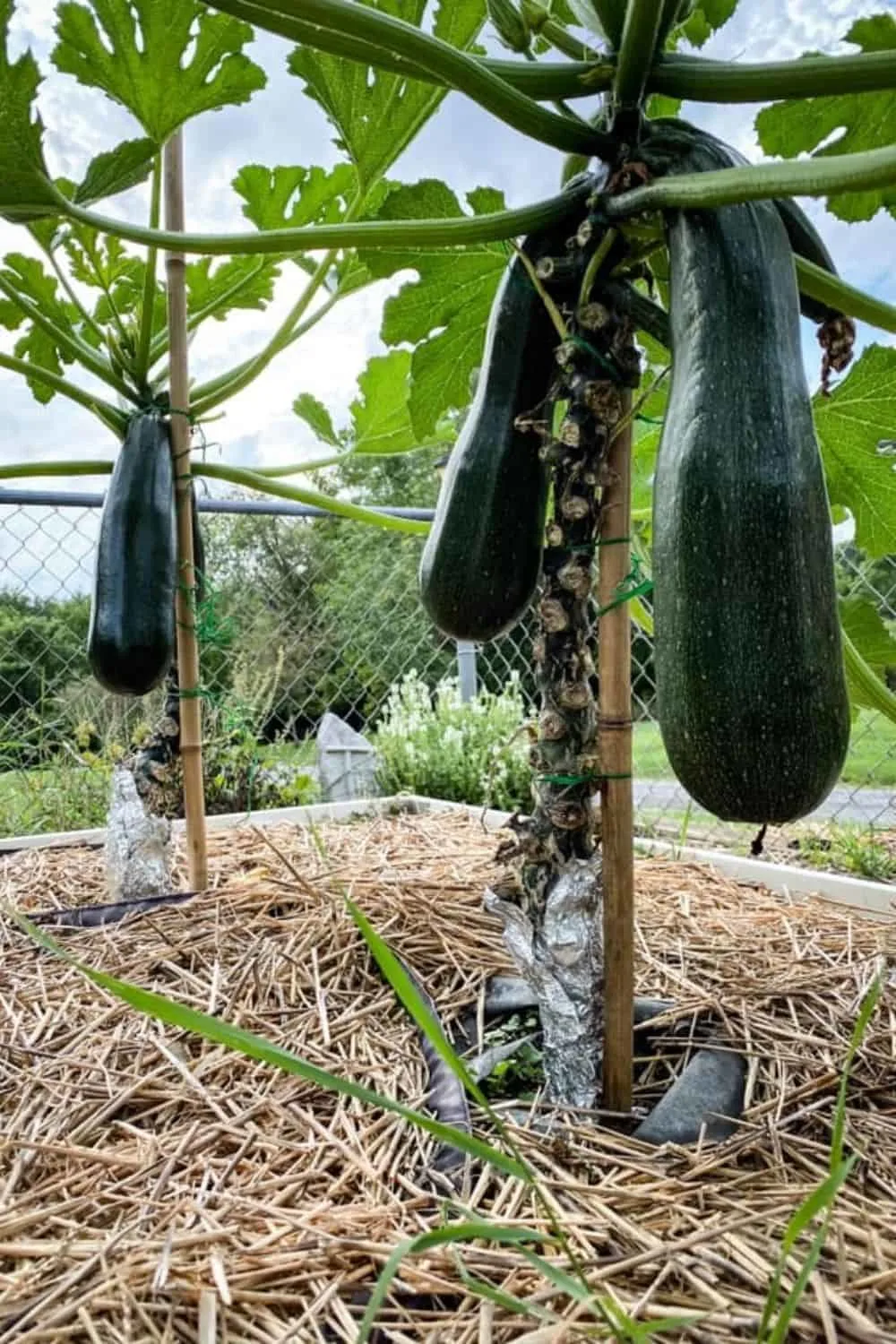 Vertical growing zucchini