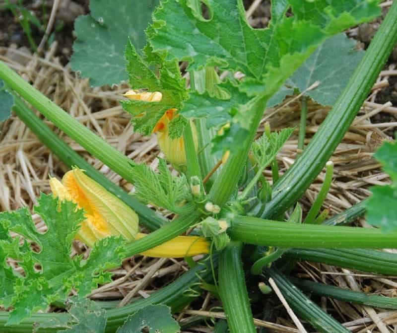 zucchini plant with a small yellow zucchini growing 