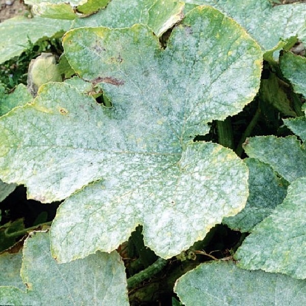 Cucumber mosaic virus