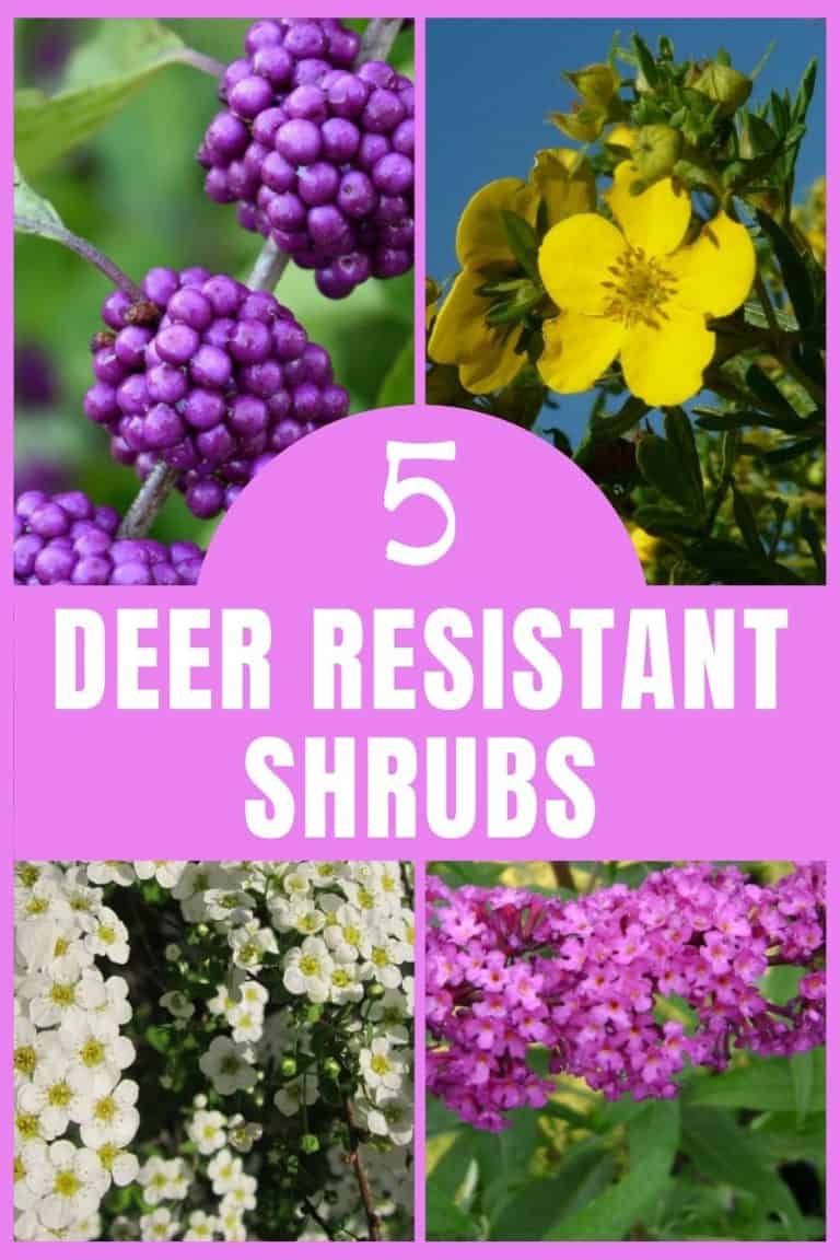 5 Deer Resistant Shrubs To BambiProof Your Yard