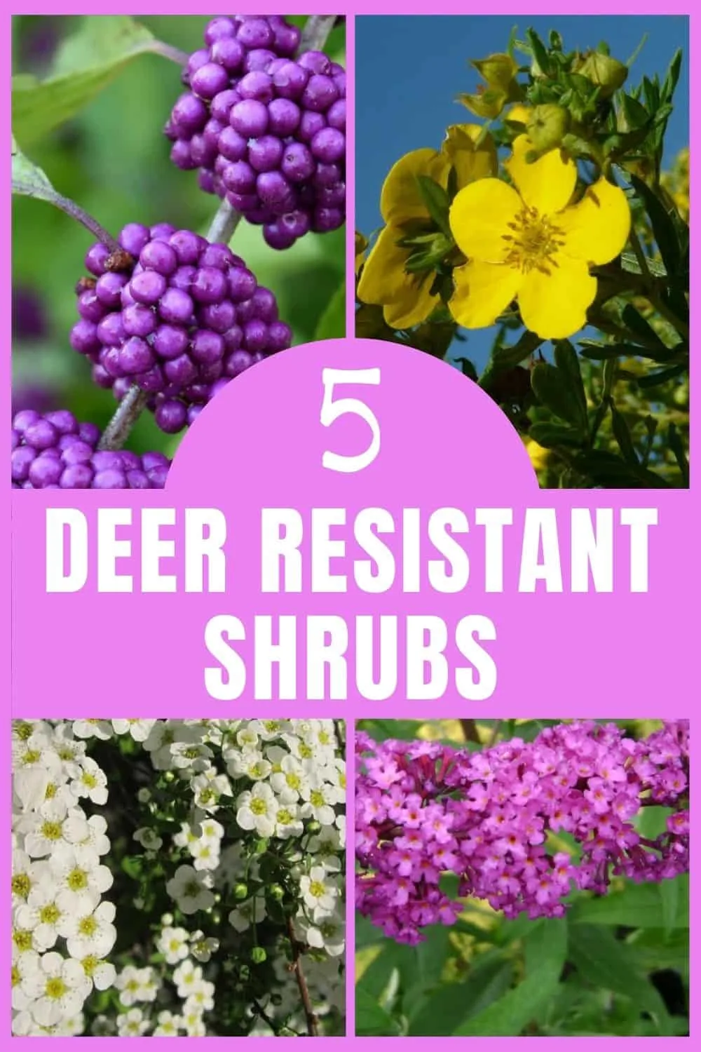 5 deer resistant shrubs