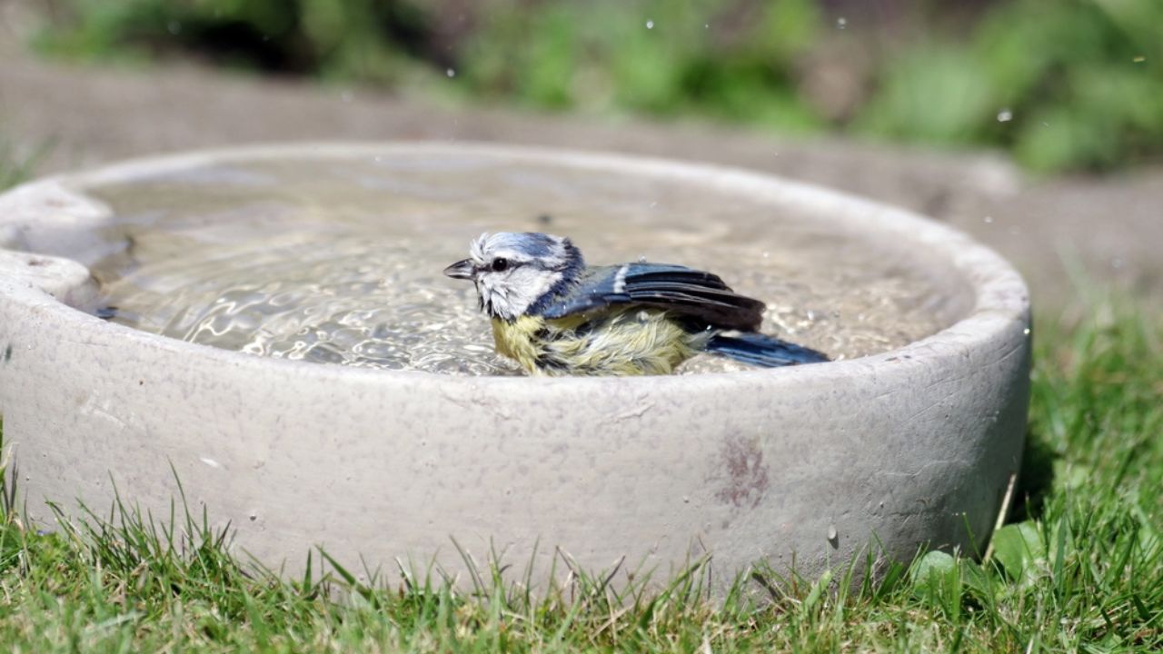 A blue tit sits in the water of a bird bath and washes itself