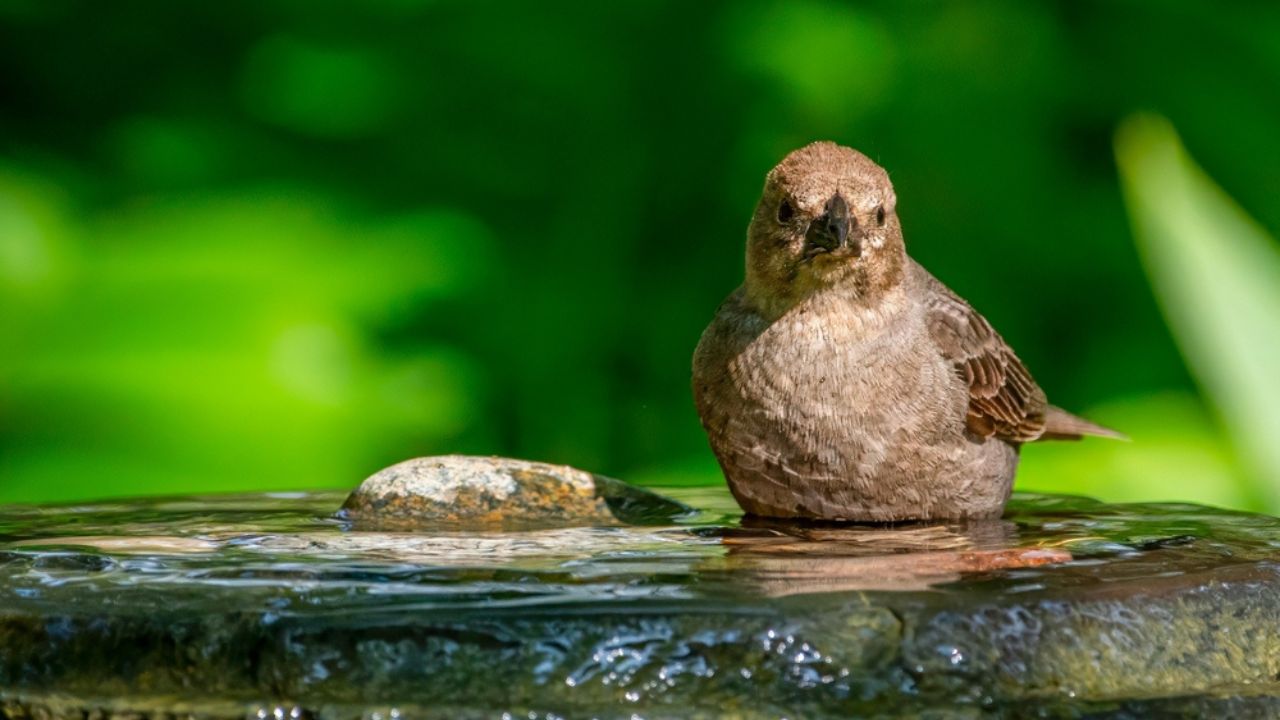 A female Brown-headed Cowbird sits in a bird bath, showcasing the bird's distinct features and calm demeanor. Captured in a garden setting, this peaceful moment