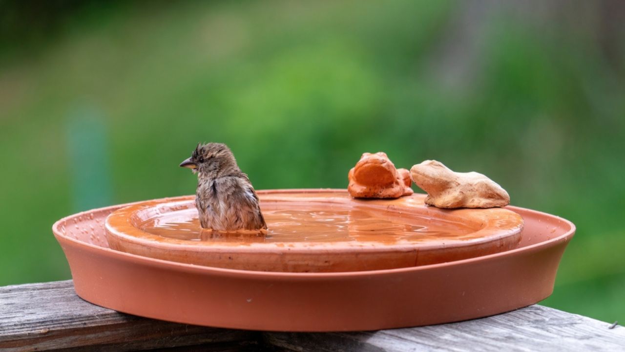 A sparrow is bathing and splashing with water in a bird bath