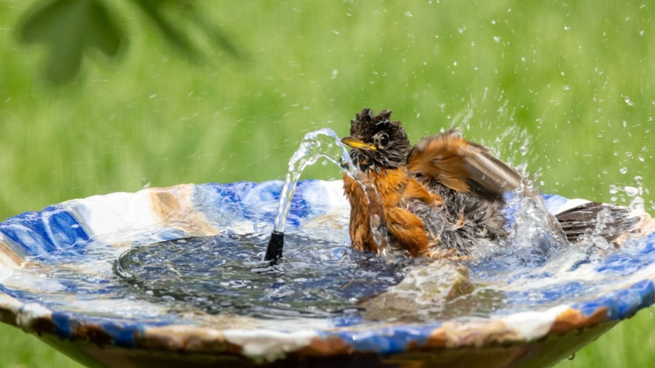 American Robin taking a bird bath in fountain on hot summer day
