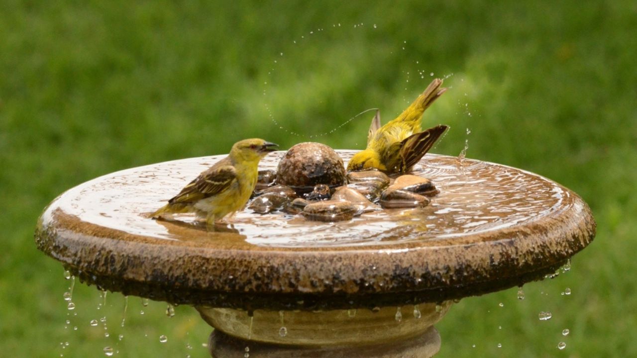 Birds bathing at the birdbath in our garden