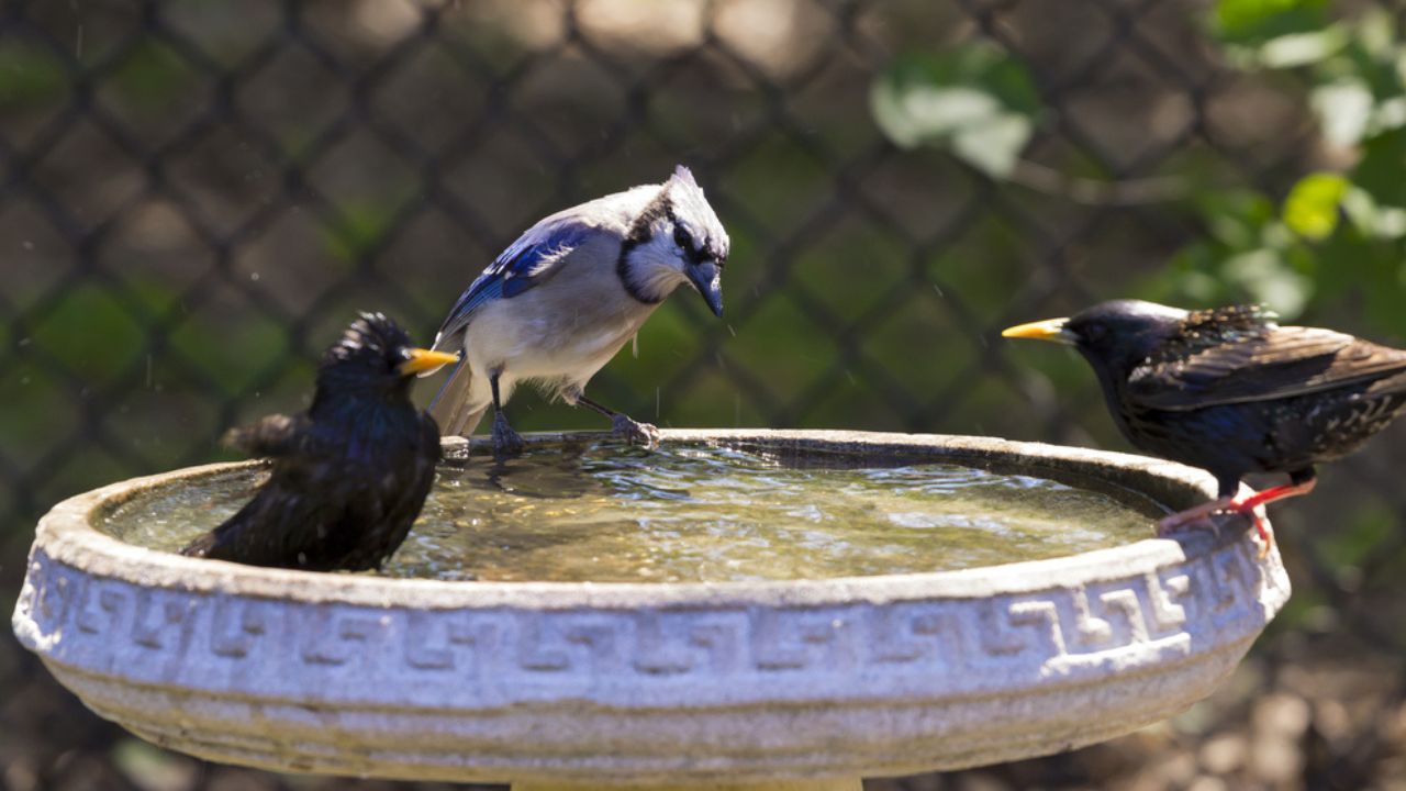 Blue Jay and Starling Birds in Bird bath