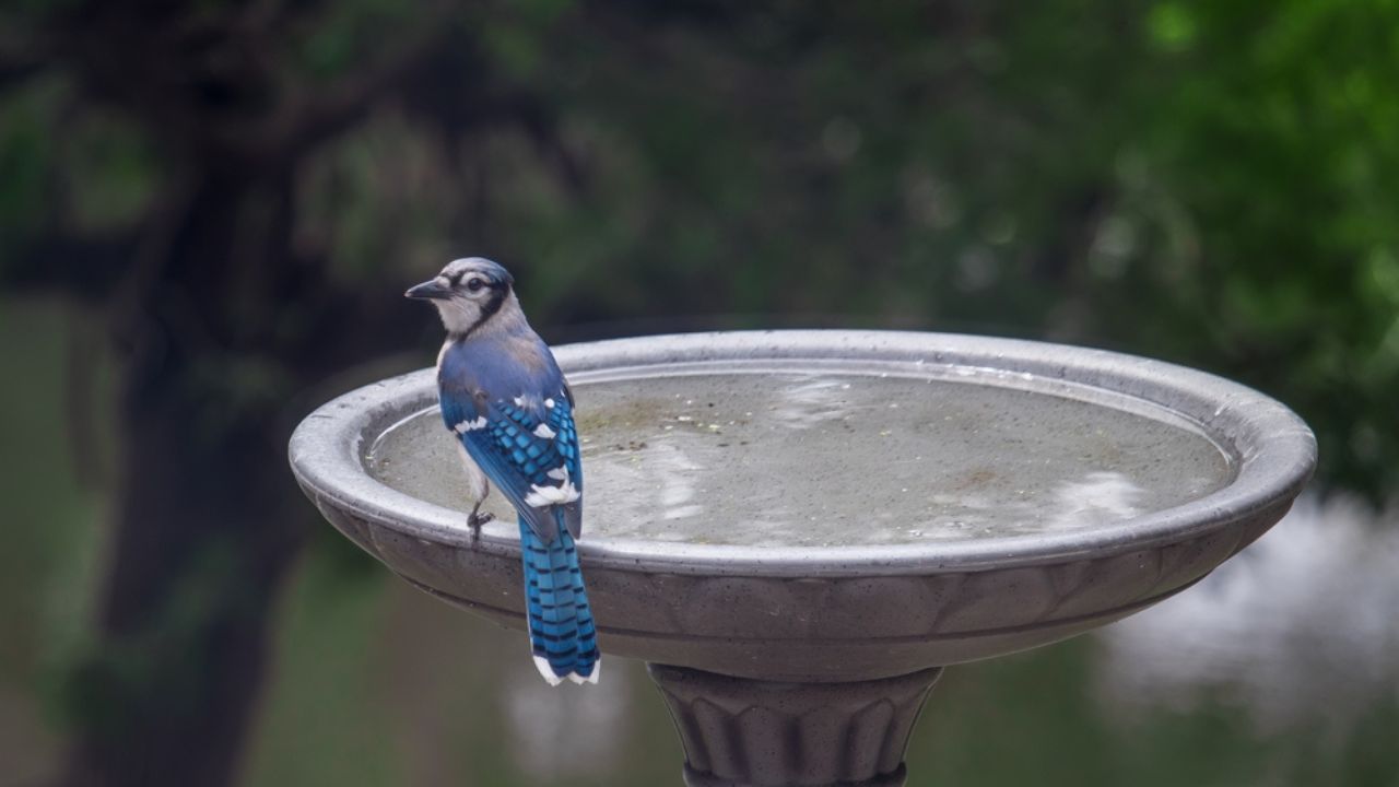 Blue Jay on bird bath
