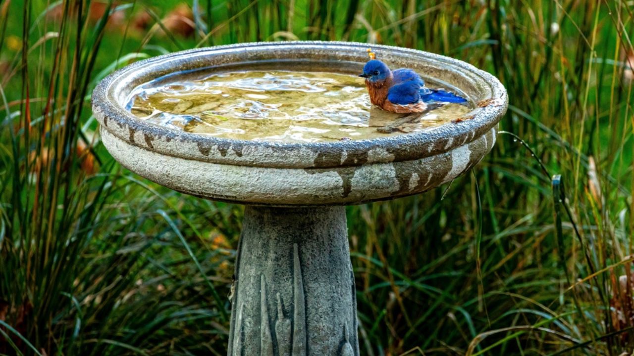 Blue bird taking a bath