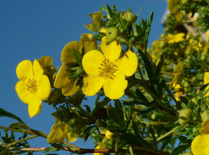 Yellow flower of Bush Cinquefoil
