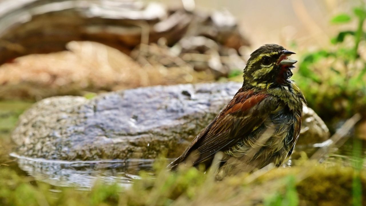 Close-up wallpaper of a bathing Eurasian Bunting (Emberiza cirlus) in a bird bath, Greece. Horizontal wallpaper of a cute little yellow-striped bird sunbathing on the stone after a bath.
