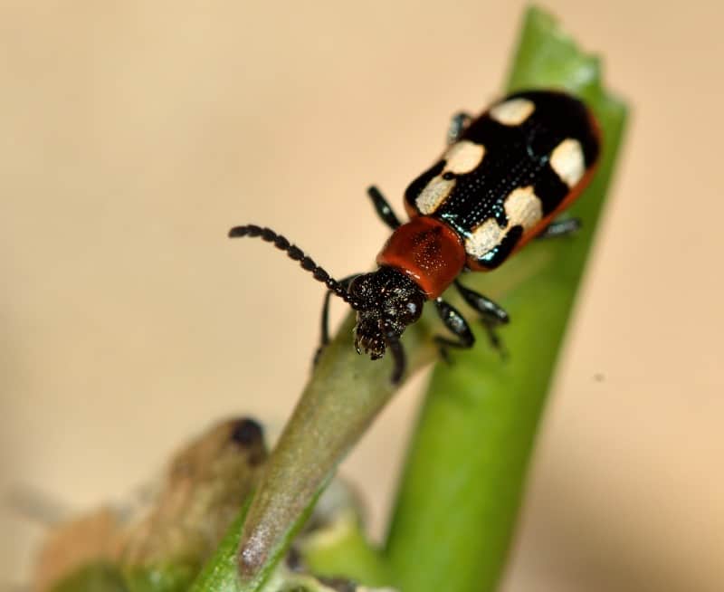 Asparagus beetle