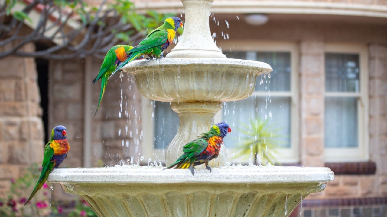 Rainbow Lorikeets washing themselves in a bird bath