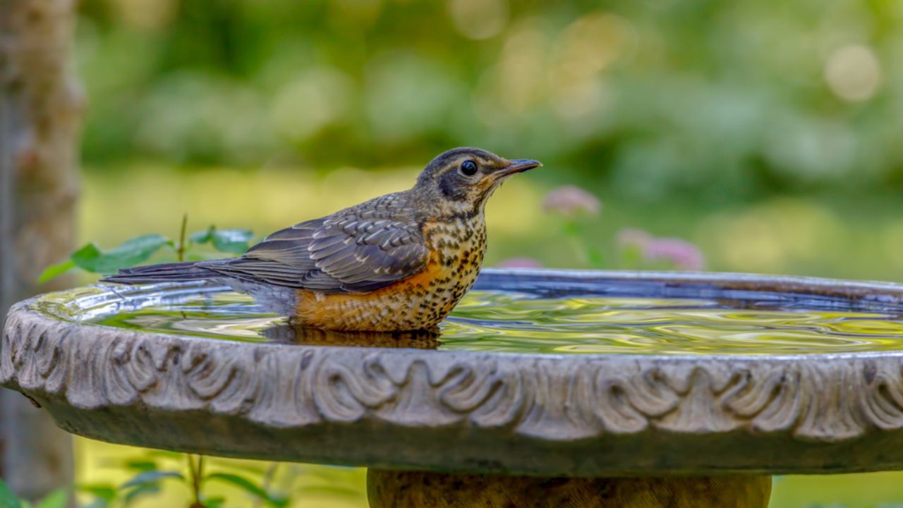Robin bathing in bird bath