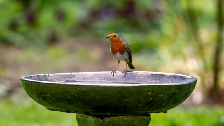 A Robin at the Edge of a Bird Bath, with a Shallow Depth of Field