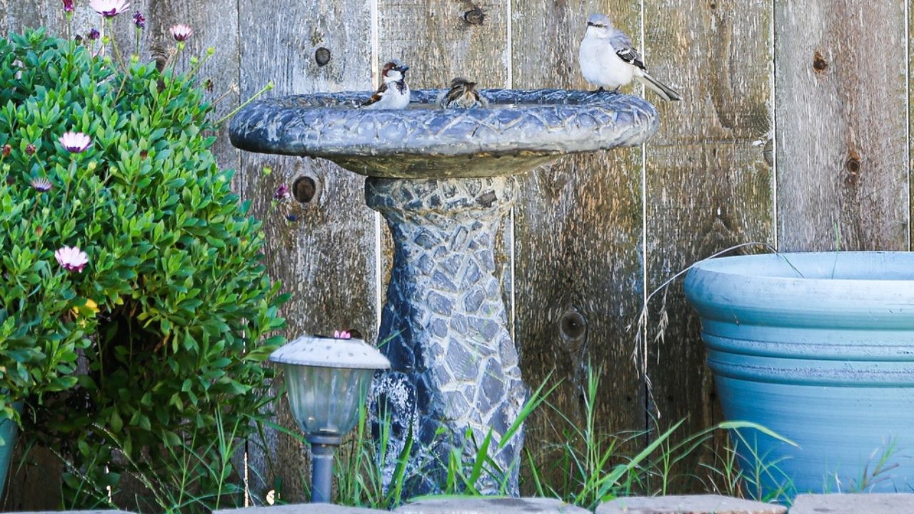 Three birds enjoy fresh water inside the bird bath