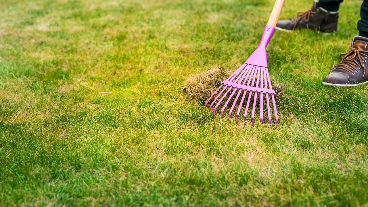 Cleaning up the grass with a rake. Aerating and scarifying the lawn in the garden. Improving the quality of the lawn by removing old grass and moss