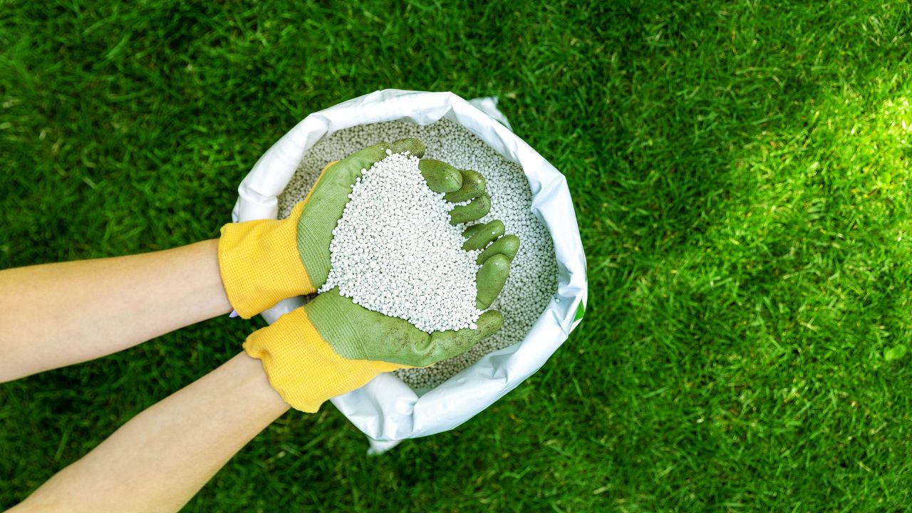 feeding lawn with granular fertilizer for perfect green grass. Fertilizing.