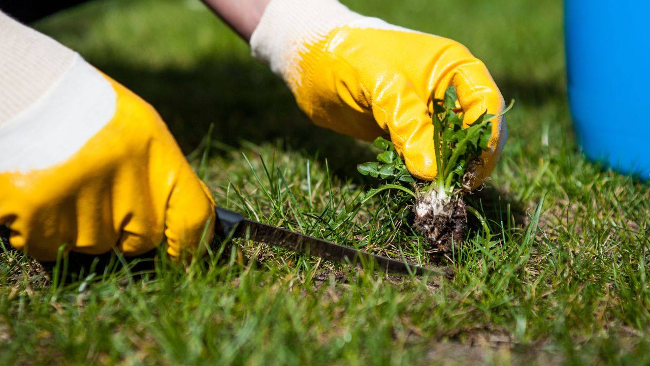 Man removes weeds from the lawn / cutting out weeds