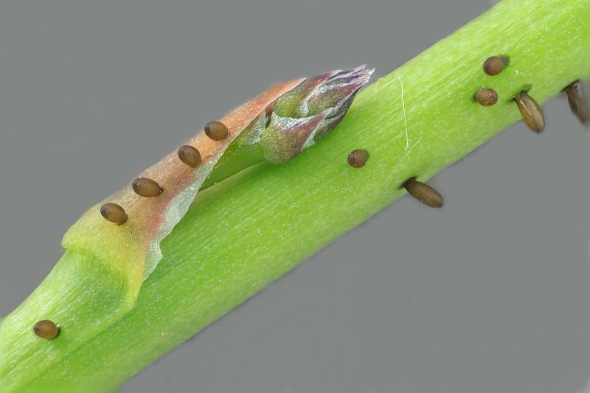 asparagus beetle eggs