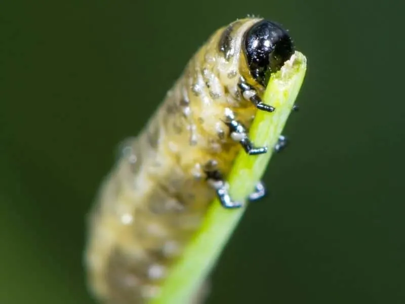 common asparagus beetle larvae