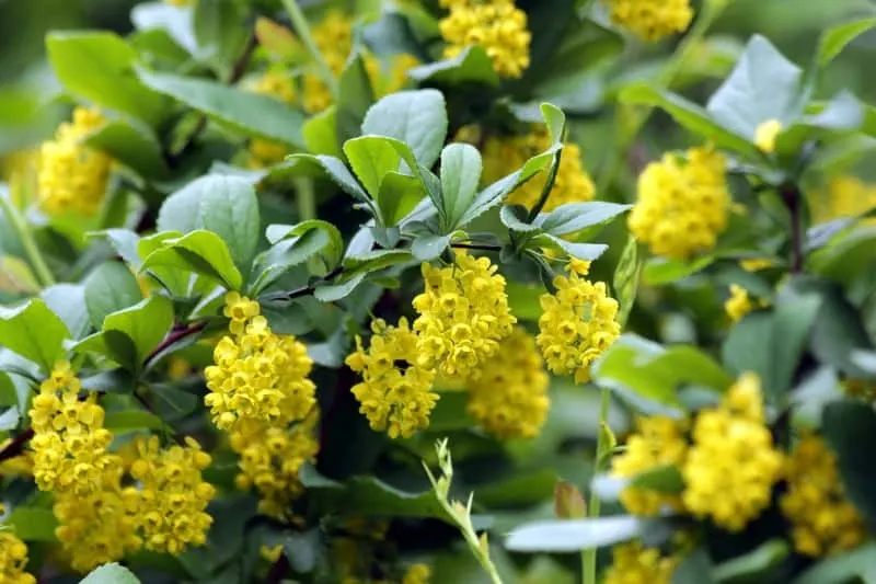 Barberry shrub with yellow flowers