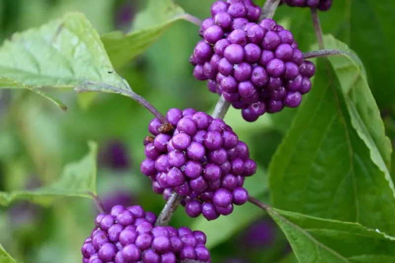Beautyberry fruits