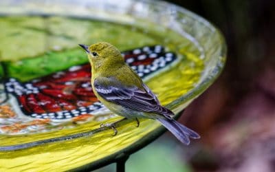 Colorful bird bath